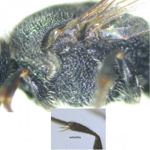 Sphecodes ephippius